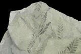 Pennsylvanian Fossil Fern (Neuropteris) Plate - Kentucky #137732-1